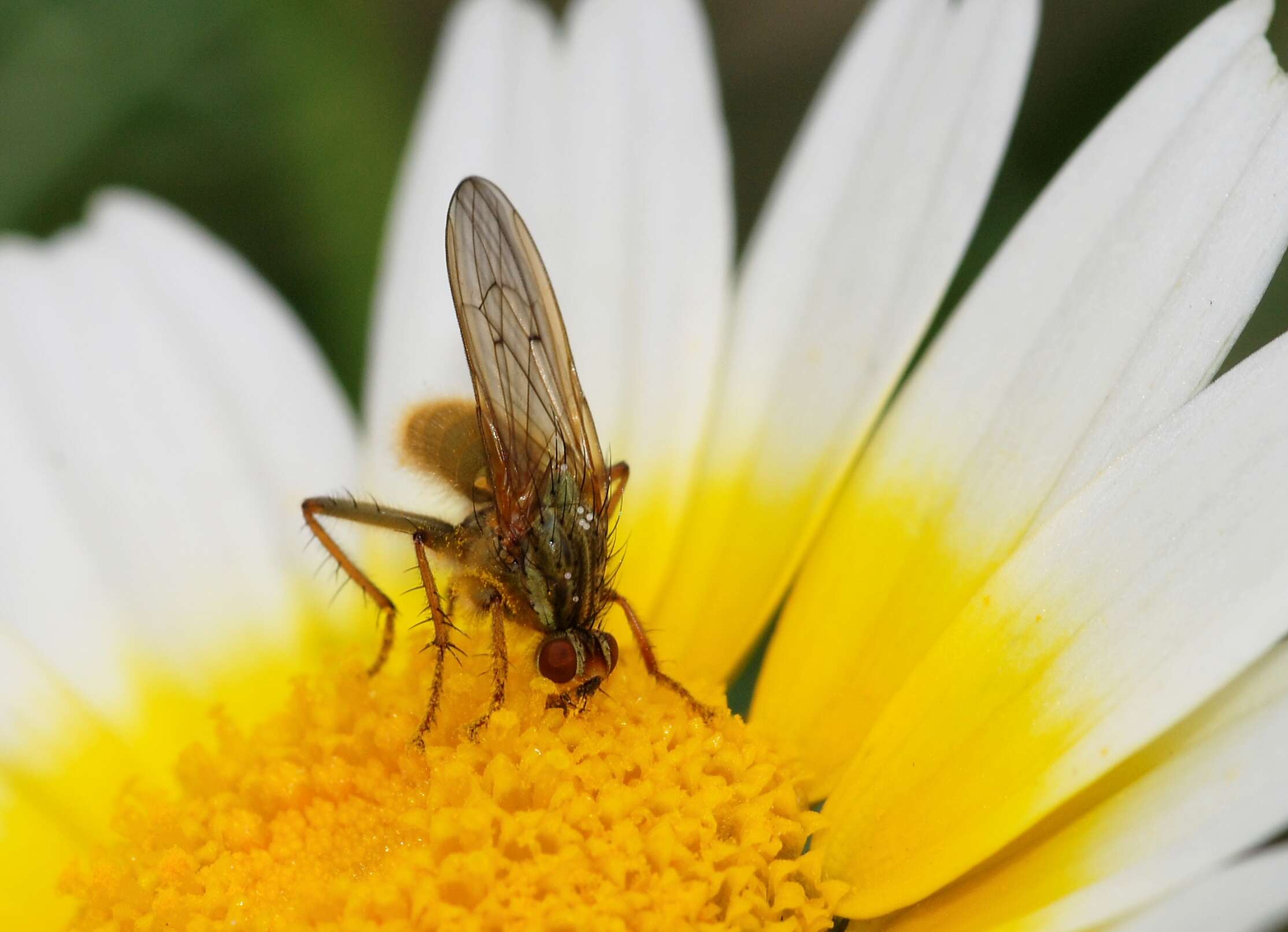 Image of Scathophaga stercoraria (Linnaeus 1758)