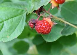 Image of Rubus crataegifolius Bunge