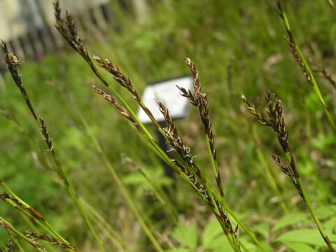 Image of Carex pediformis C. A. Mey.