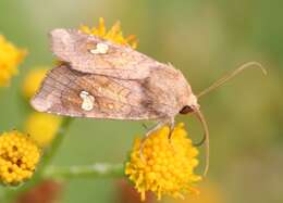 Imagem de Amphipoea fucosa Freyer 1830