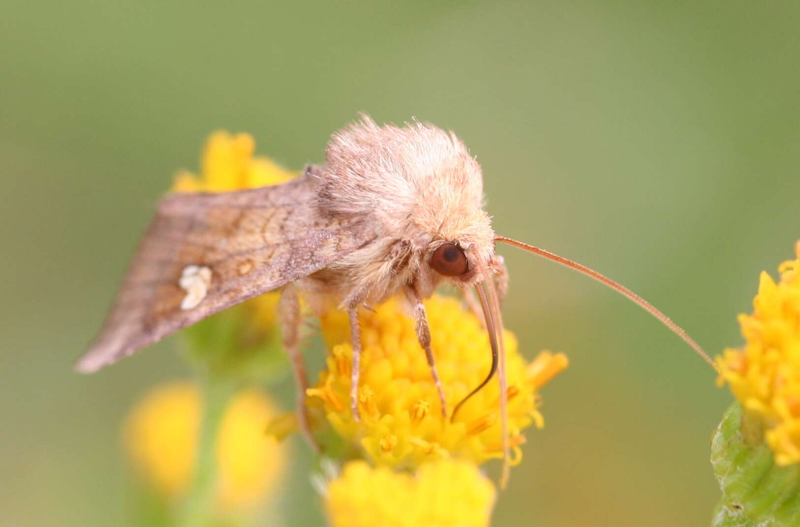 Imagem de Amphipoea fucosa Freyer 1830