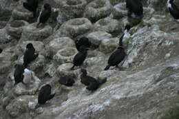 Image of Otago Shag