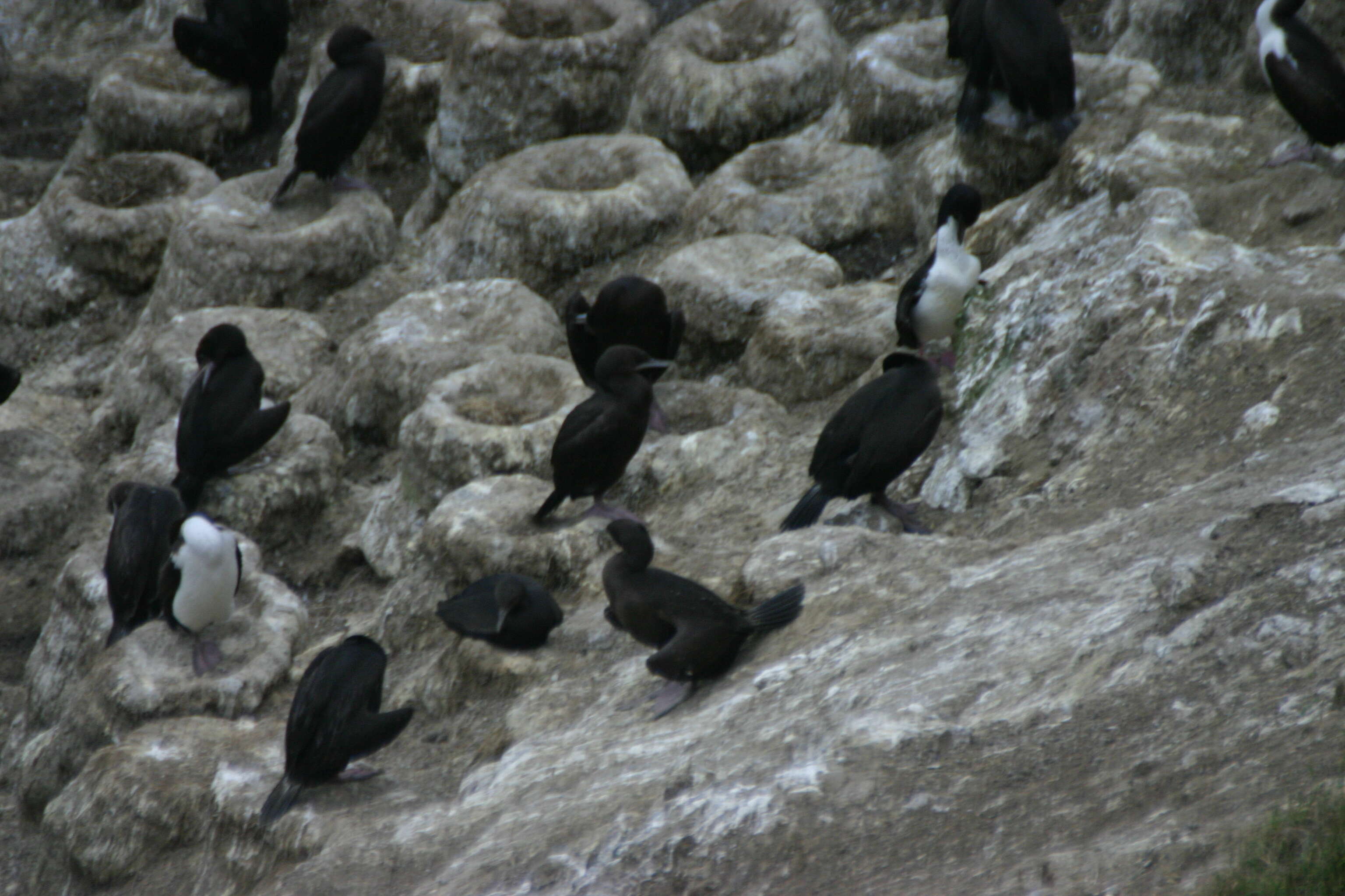 Image of Otago Shag