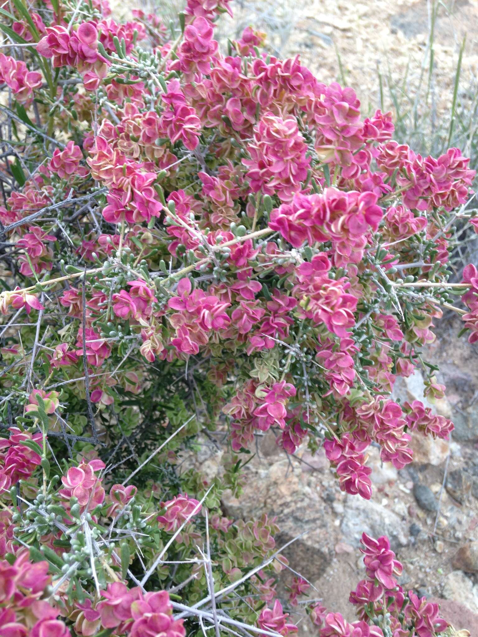 Plancia ëd Grayia spinosa (Hook.) Moq.