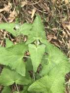 Ageratina deltoidea (Jacq.) R. King & H. Rob.的圖片