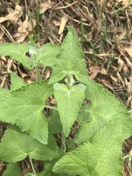 Image of Ageratina deltoidea (Jacq.) R. King & H. Rob.