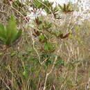 Image de Purdiaea belizensis (A. C. Sm. & Standl.) J. L. Thomas