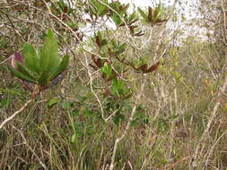 Image de Purdiaea belizensis (A. C. Sm. & Standl.) J. L. Thomas