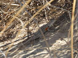 Image of Goldman's Bunchgrass Lizard