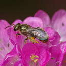 Imagem de Lasioglossum nitidulum (Fabricius 1804)