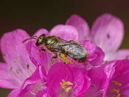 Lasioglossum nitidulum (Fabricius 1804)的圖片