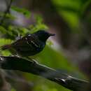 Image of Southern Chestnut-tailed Antbird