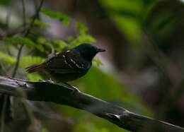 Image of Southern Chestnut-tailed Antbird