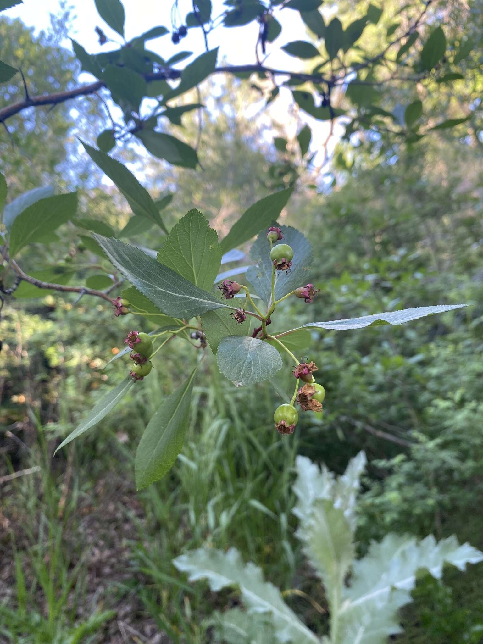 Imagem de Crataegus rivularis Nutt. ex Torr. & Gray