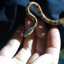 Image of Formosa Slug Snake