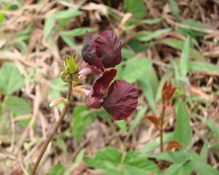 Macroptilium atropurpureum (DC.) Urb. resmi