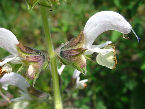 Salvia verbascifolia M. Bieb. resmi