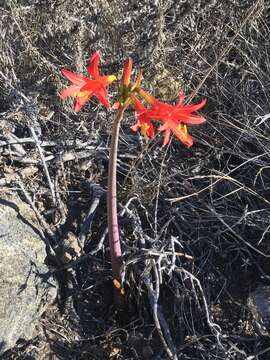 Imagem de Zephyranthes phycelloides