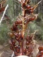 Image of Gahnia melanocarpa R. Br.