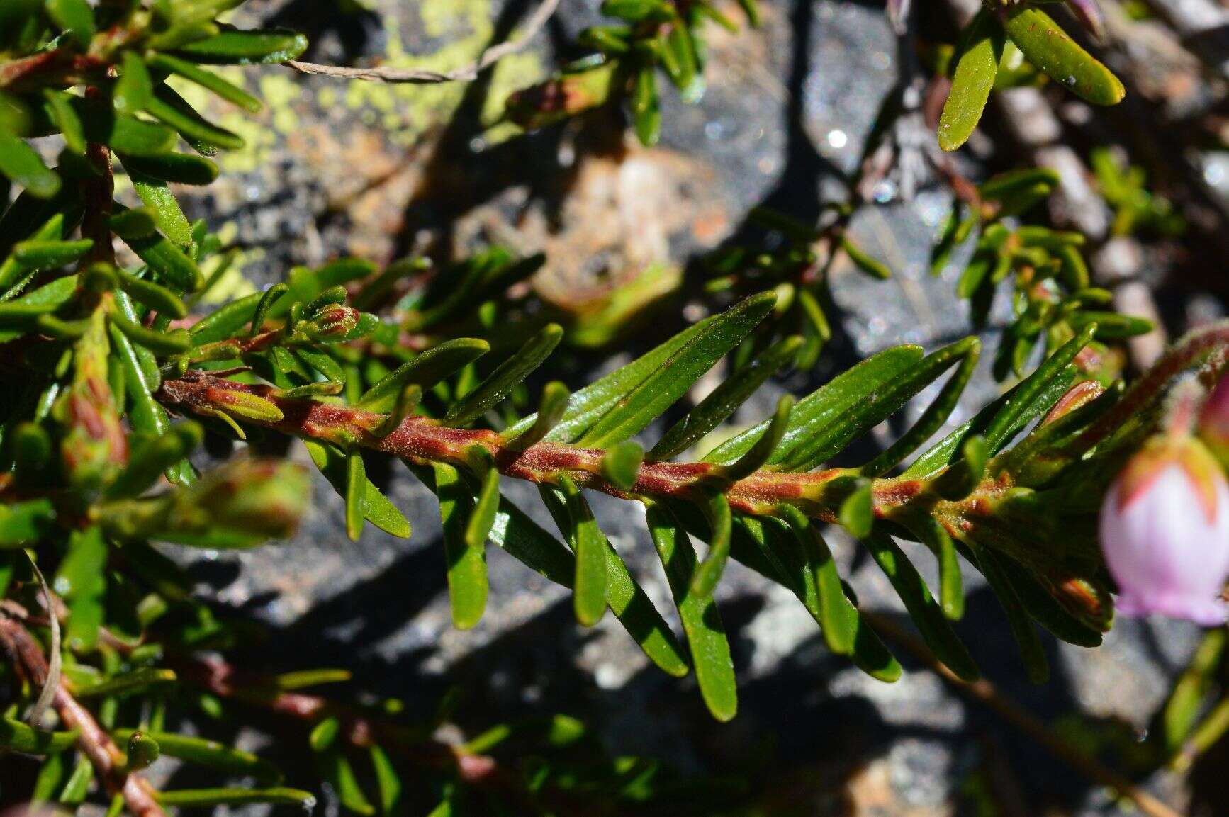 Image of mountainheath