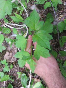 Imagem de Viburnum opulus var. americanum (P. Mill.) Ait.