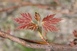 Image of silver maple