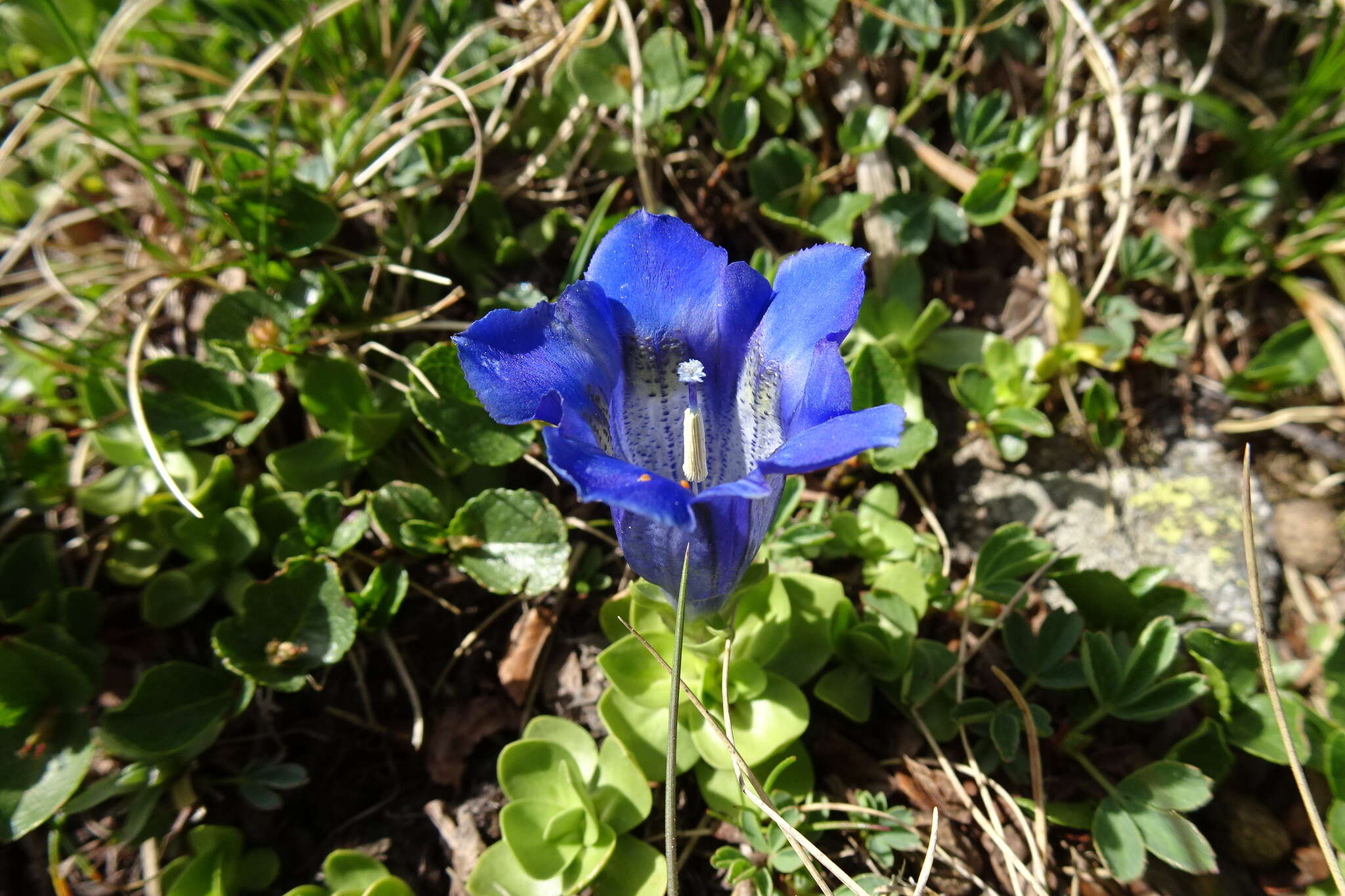 Image of Gentiana alpina Vill.