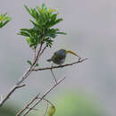 Zosterops lateralis griseonota Gray & GR 1859 resmi