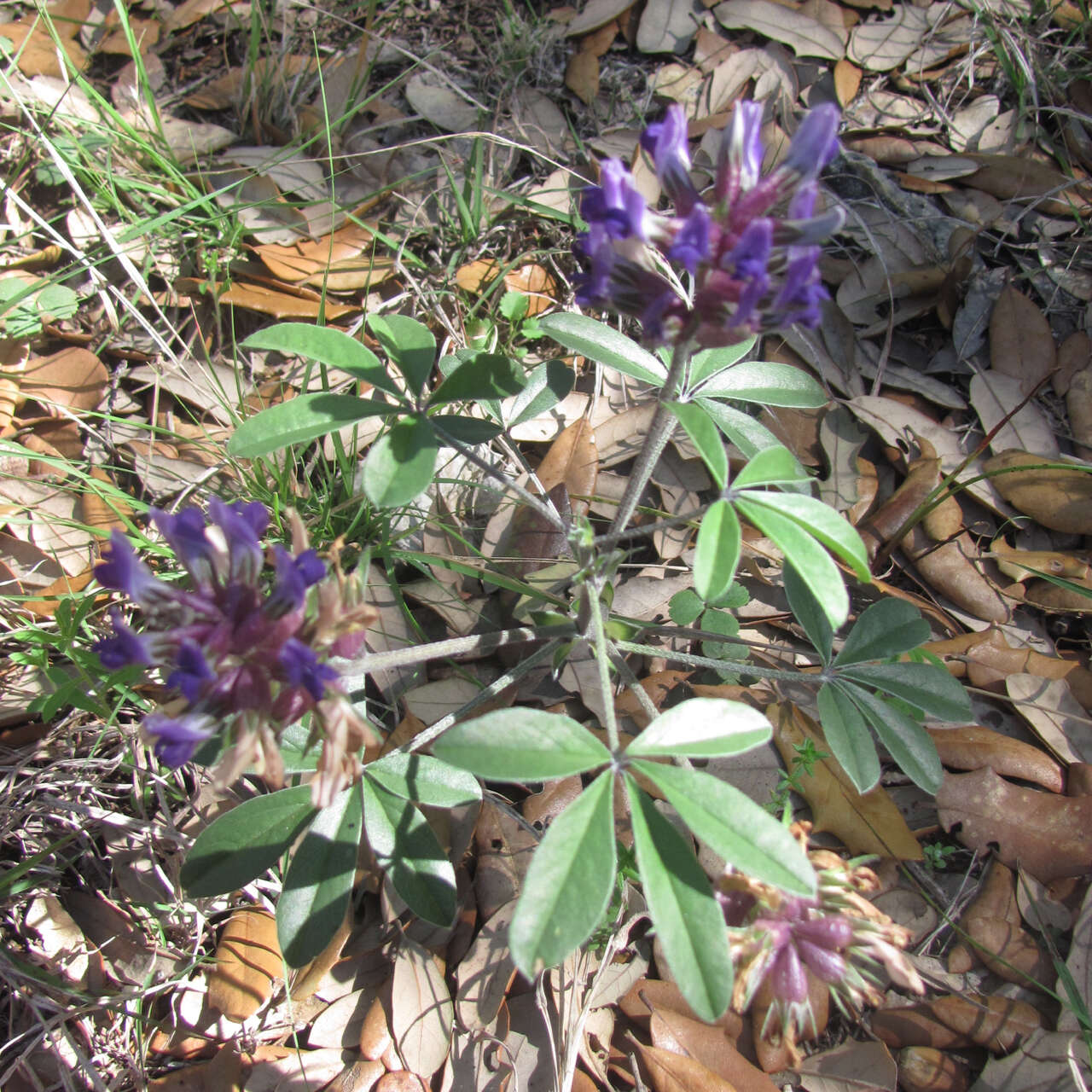 Imagem de Psoralea latestipulata var. appressa Ockendon