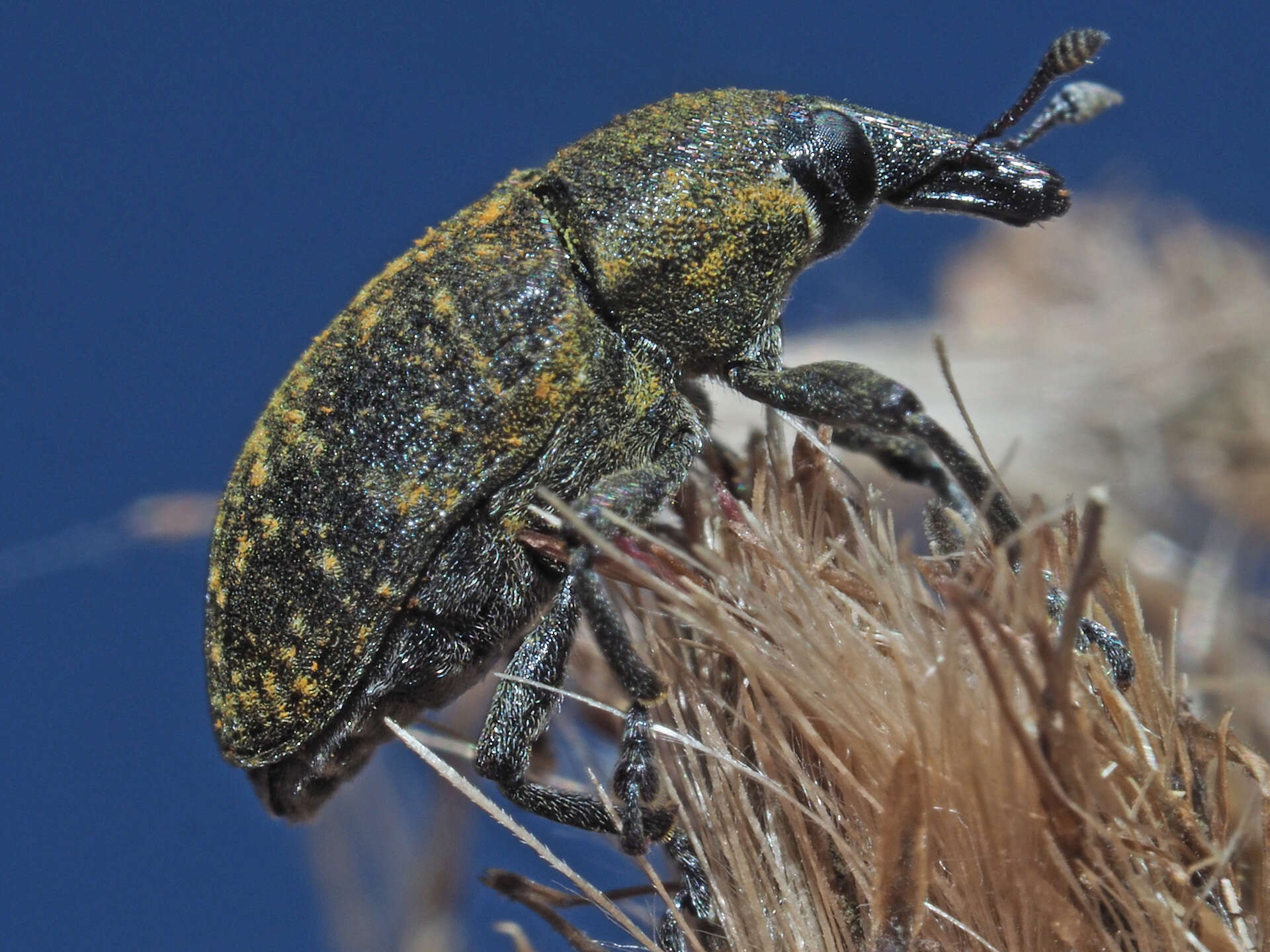 Image of Weevil