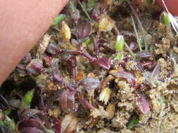 Image of fourstamen chickweed