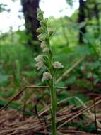 Image of Dwarf rattlesnake plantain (America)