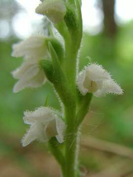 Image of Dwarf rattlesnake plantain (America)