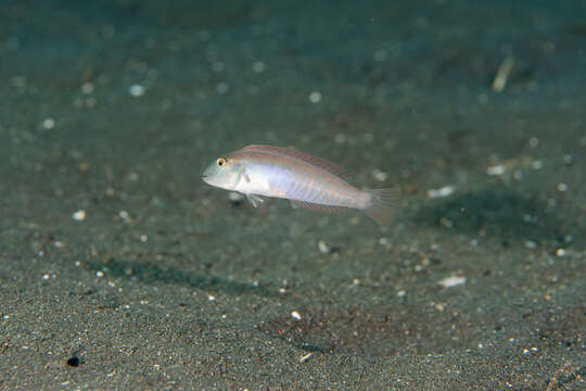 Image of Collared razorfish