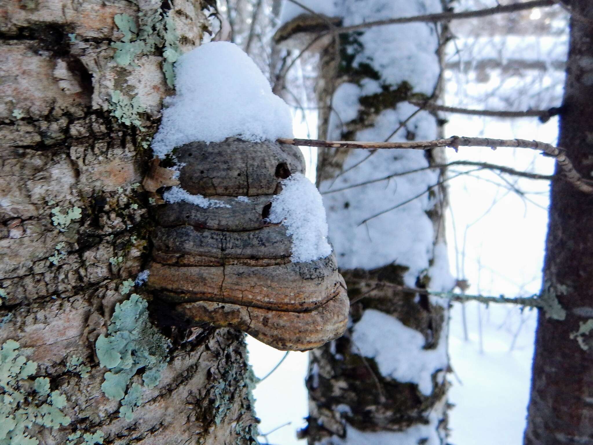 Image de Fomes fomentarius (L.) Fr.