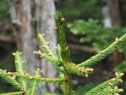 Sivun Picea jezoensis subsp. hondoensis (Mayr) P. A. Schmidt kuva