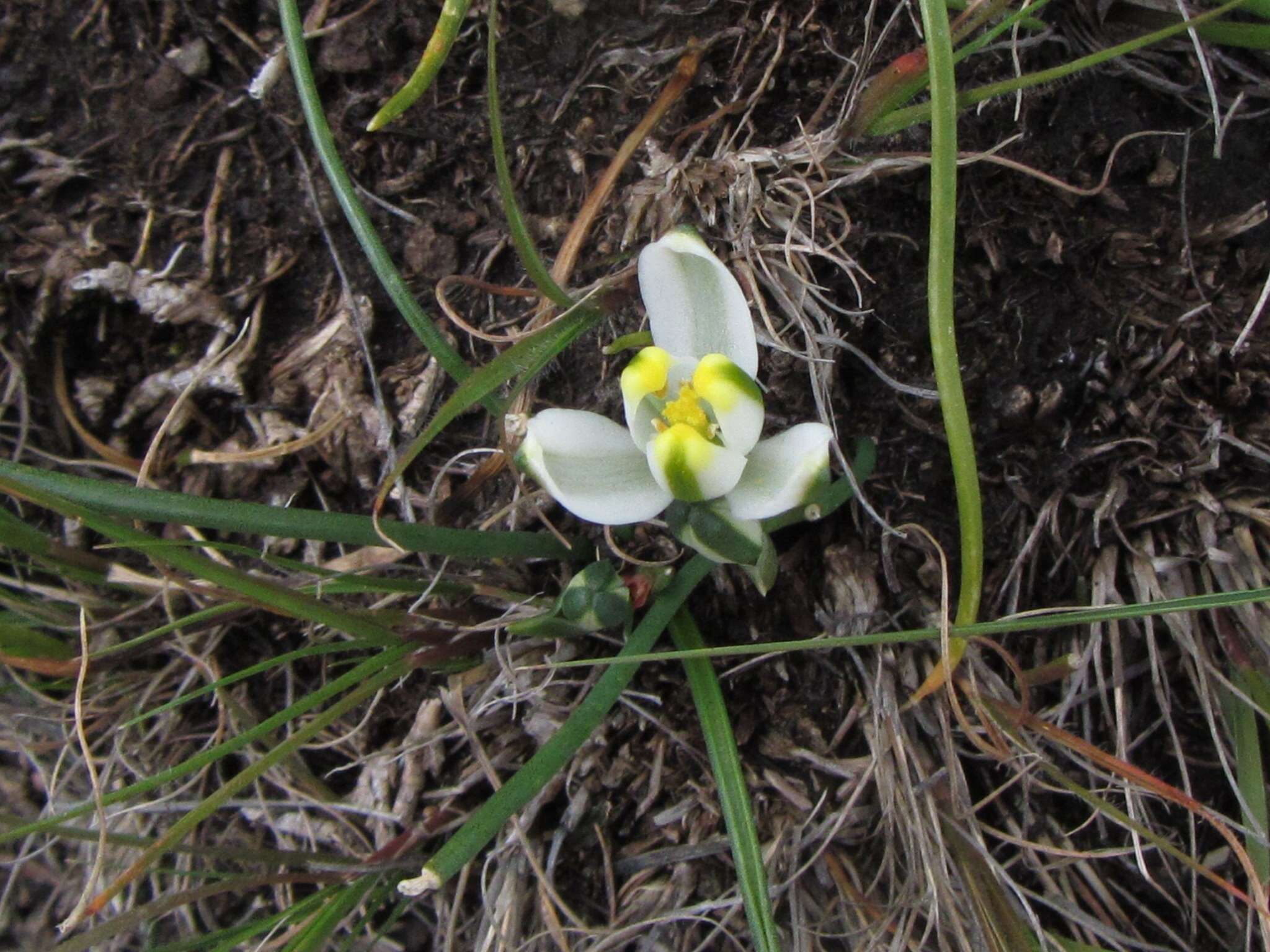 Image of Albuca humilis Baker