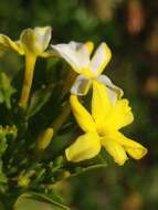 Image of Chrysojasminum odoratissimum (L.) Banfi