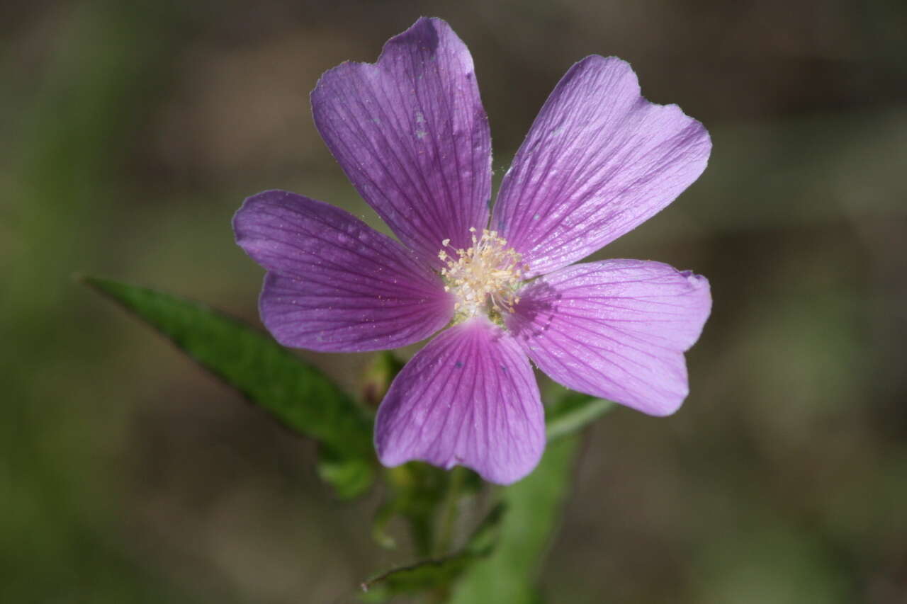 Image of crested anoda