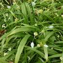 Image of few-flowered leek