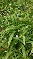 Image of few-flowered leek