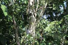 Image of Cordia americana (L.) Gottschling & J. S. Mill.