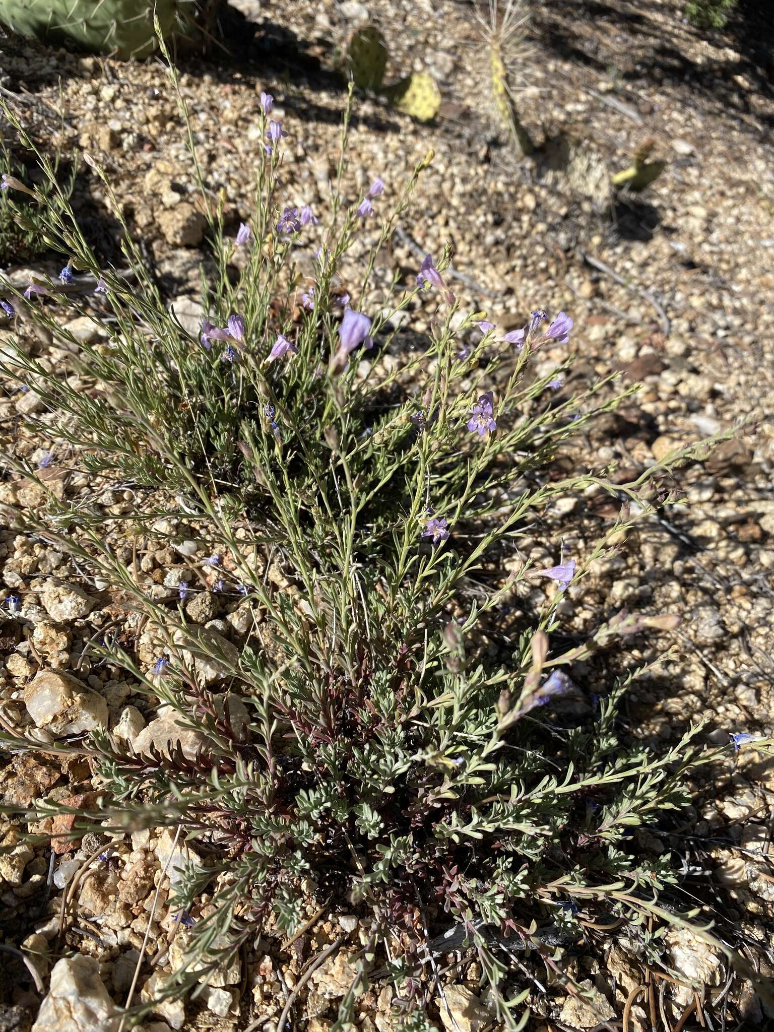 Plancia ëd Penstemon linarioides subsp. sileri (Gray) D. D. Keck