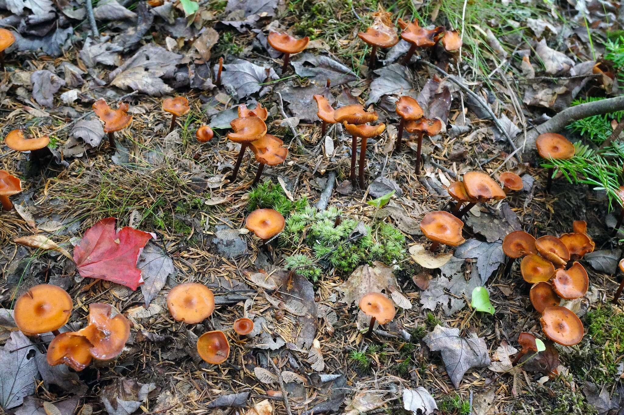 Image of Phaeocollybia jennyae (P. Karst.) Romagn. 1944