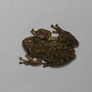 Image of Lesser Snouted Treefrog