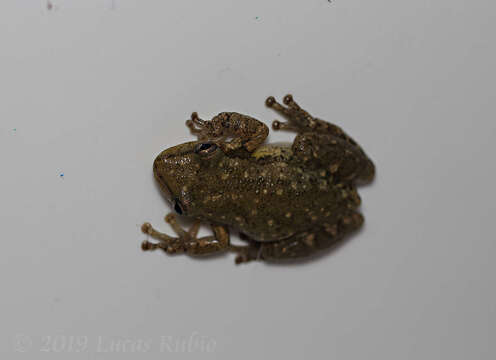 Image of Lesser Snouted Treefrog