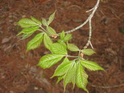 Image of Acer henryi Pax