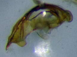 Orthotylus nassatus (Fabricius 1787)的圖片
