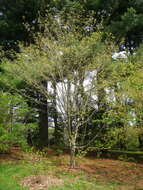 Image of Acer henryi Pax