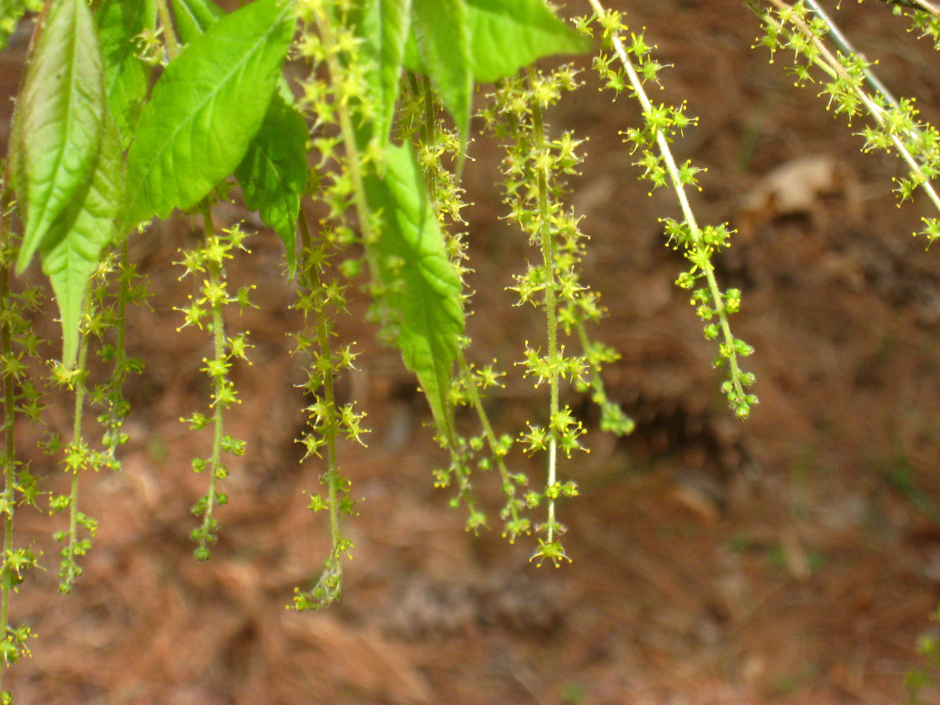 Image of Acer henryi Pax